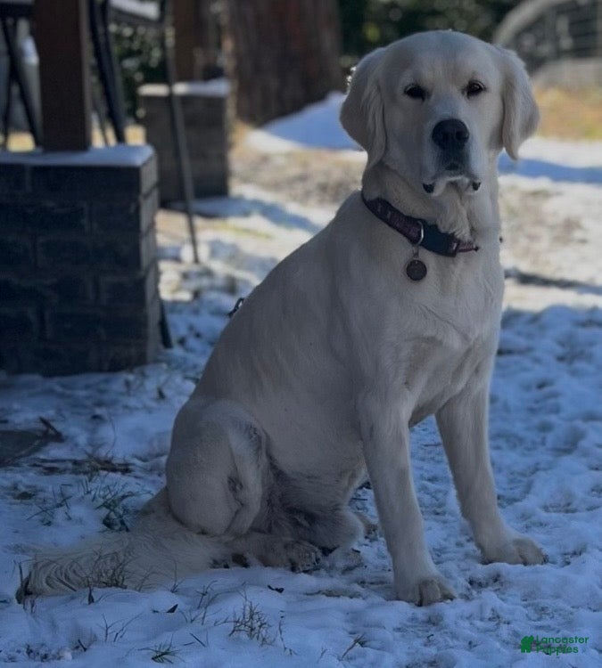 Scout