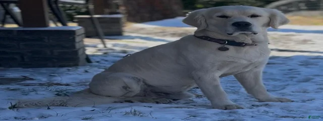 Scout