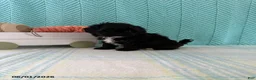 Mixed Breed dogs for sale: Midnight - Ad 3