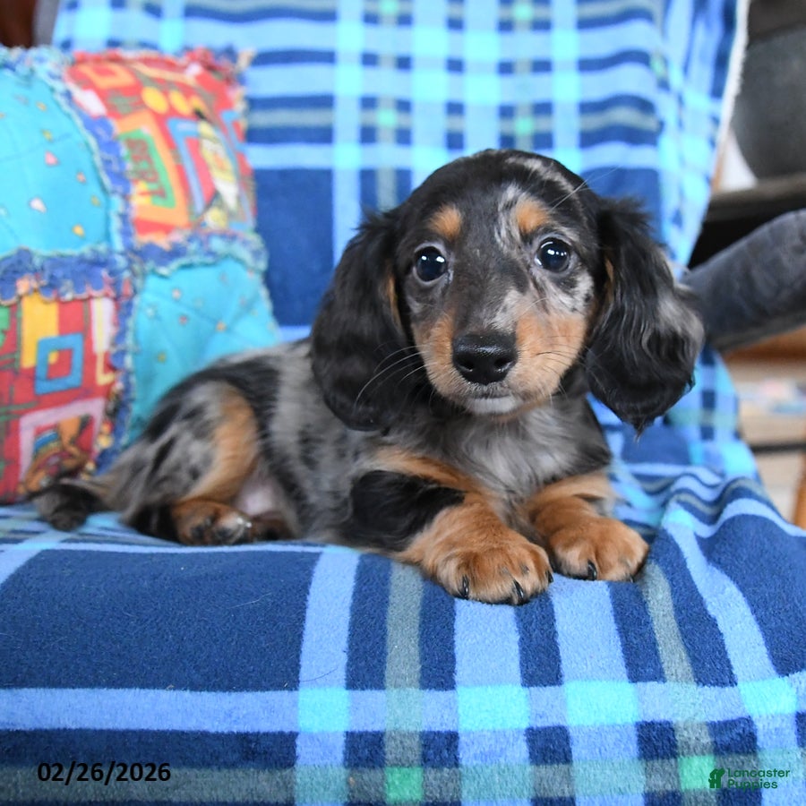 Miniature Dachshund dogs Birdie - Ad 1