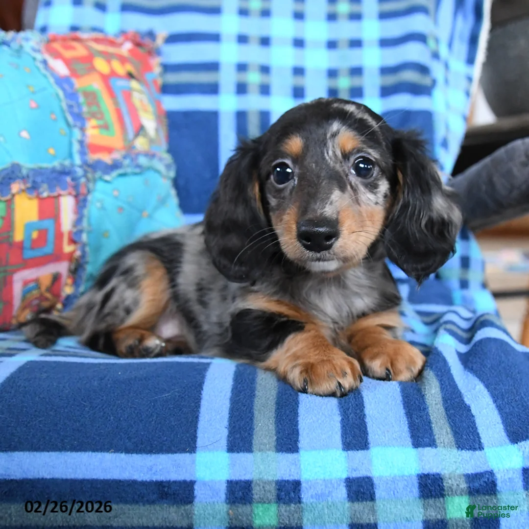 Miniature Dachshund dogs for sale: Birdie - Ad 1