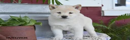 Shiba Inu dogs for sale: Tammy - Ad 1