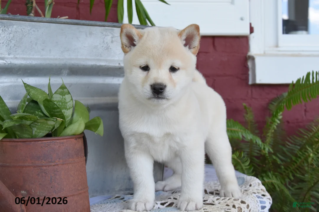 Shiba Inu dogs for sale: Tammy - Ad 1