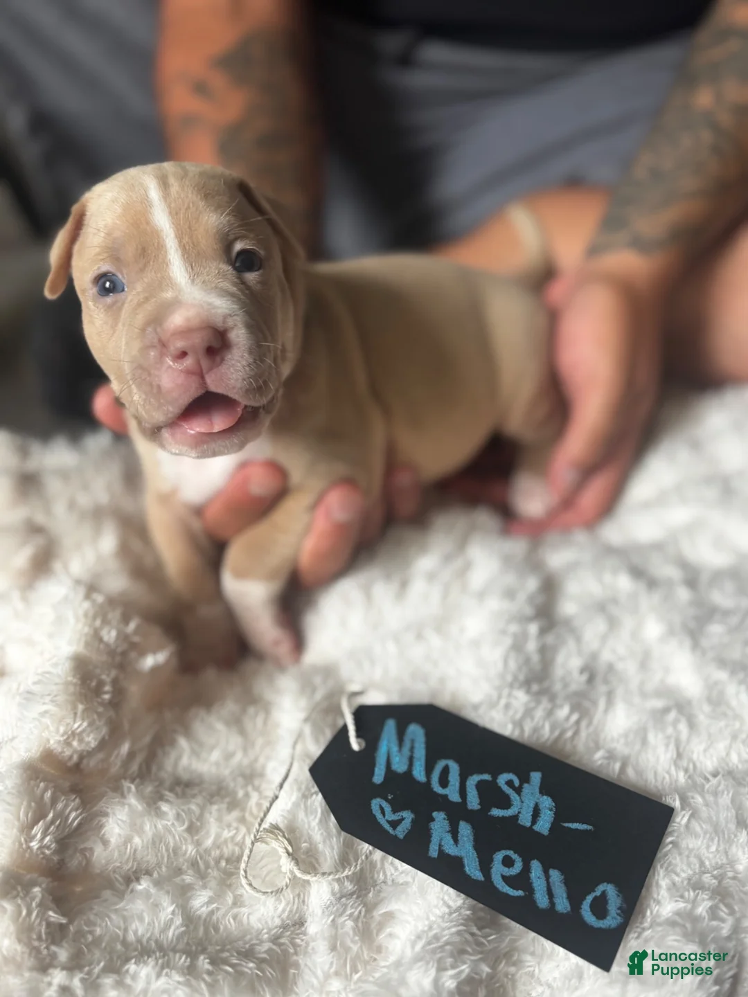 American Pit Bull Terrier dogs for sale: Marshmallo - Ad 1