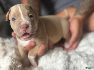 American Pit Bull Terrier dogs Marshmallo - Ad 18