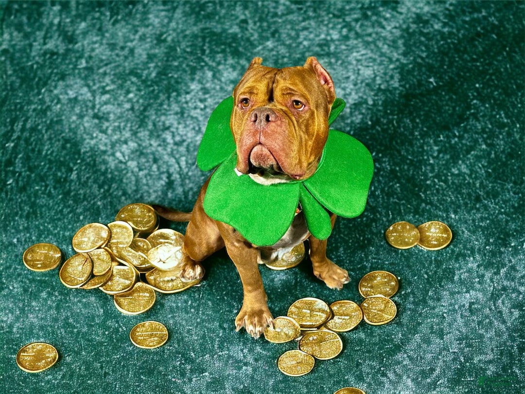 American Bully dogs for stud: Bubbee  - Ad 8