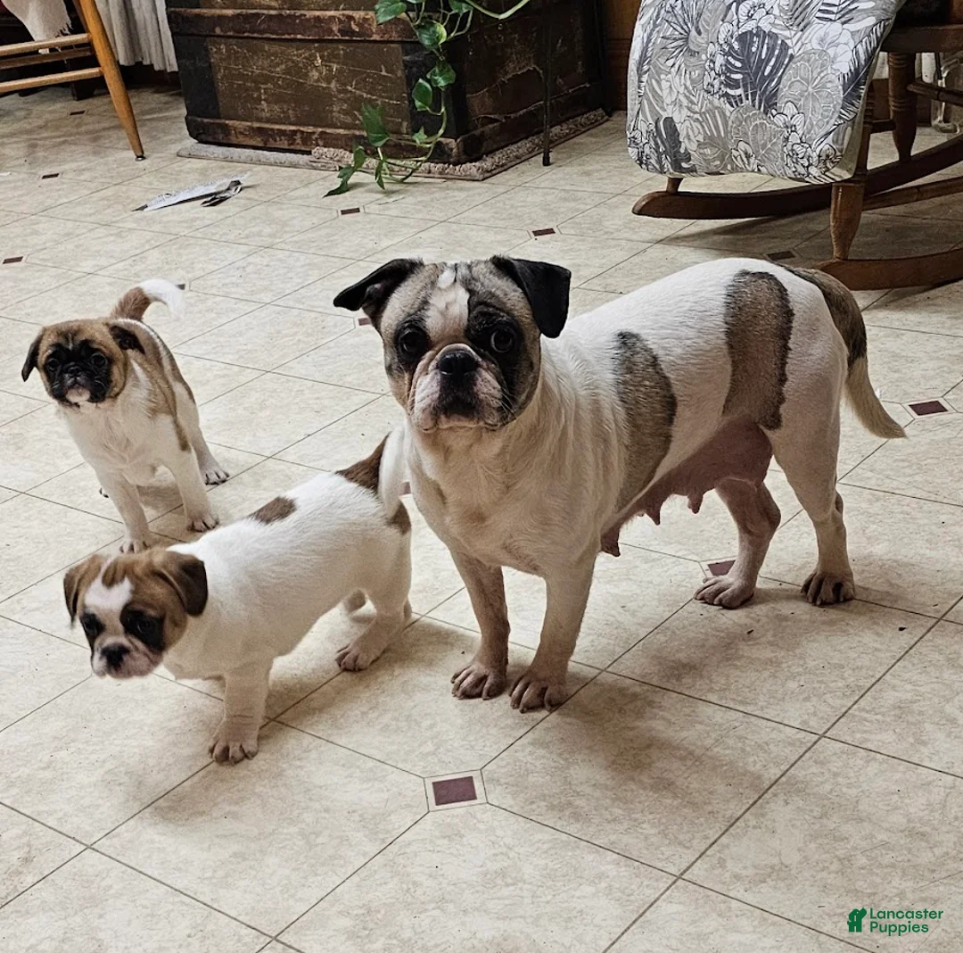 Frug dogs for sale: JJ One - Ad 2