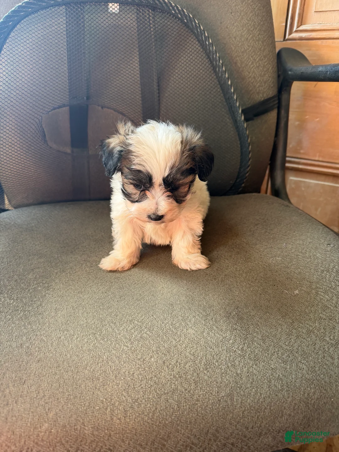 Maltipoo dogs for sale: Maltipoo Puppy 1 - Ad 1