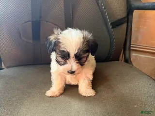 Maltipoo dogs Maltipoo Puppy 1 - Ad 29