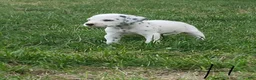 Dalmatian dogs for sale: Hope - Ad 2