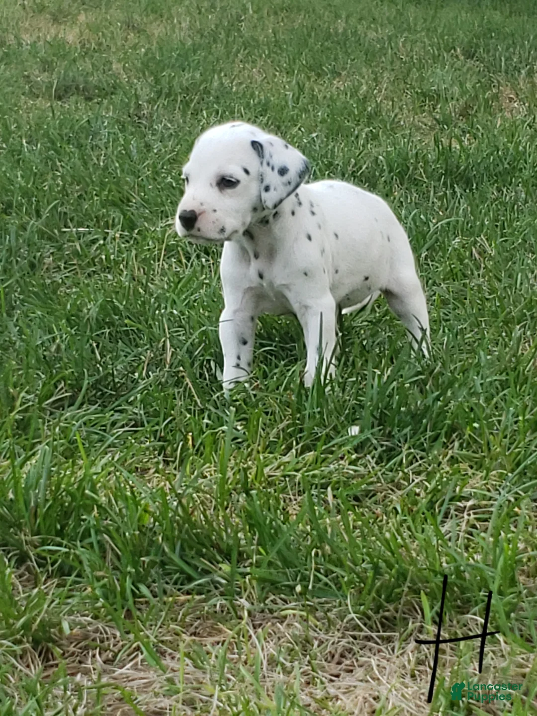 Dalmatian dogs for sale: Hope - Ad 2