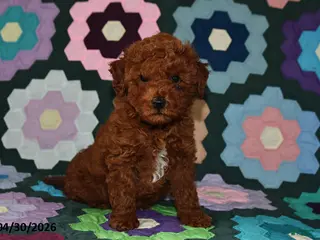 Miniature Poodle dogs for sale: Freddie - Ad 2