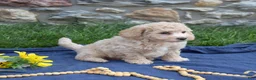 Bichpoo dogs for sale: Putter - Ad 8