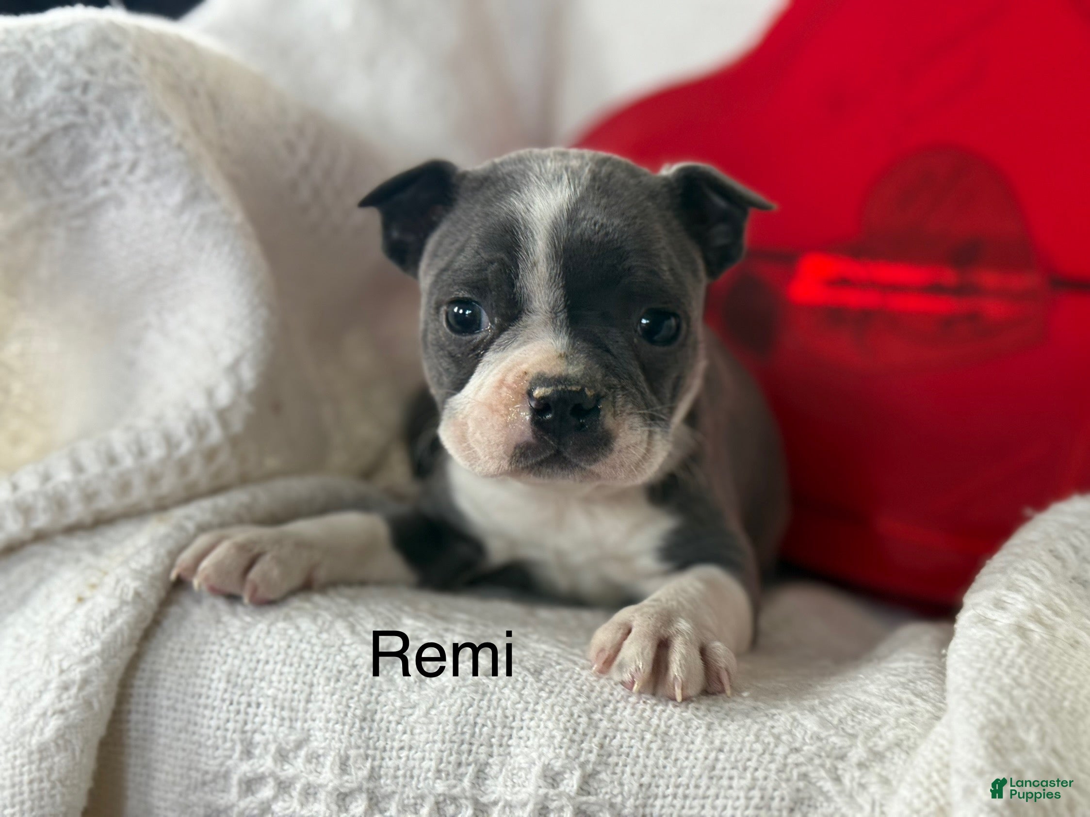Boston Terrier dogs Remi - Ad 5
