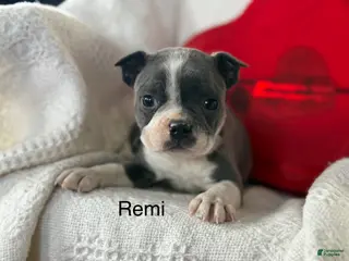 Boston Terrier dogs Remi - Ad 5