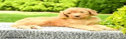 Mini Goldendoodle dogs for sale: Hanna - Ad 5