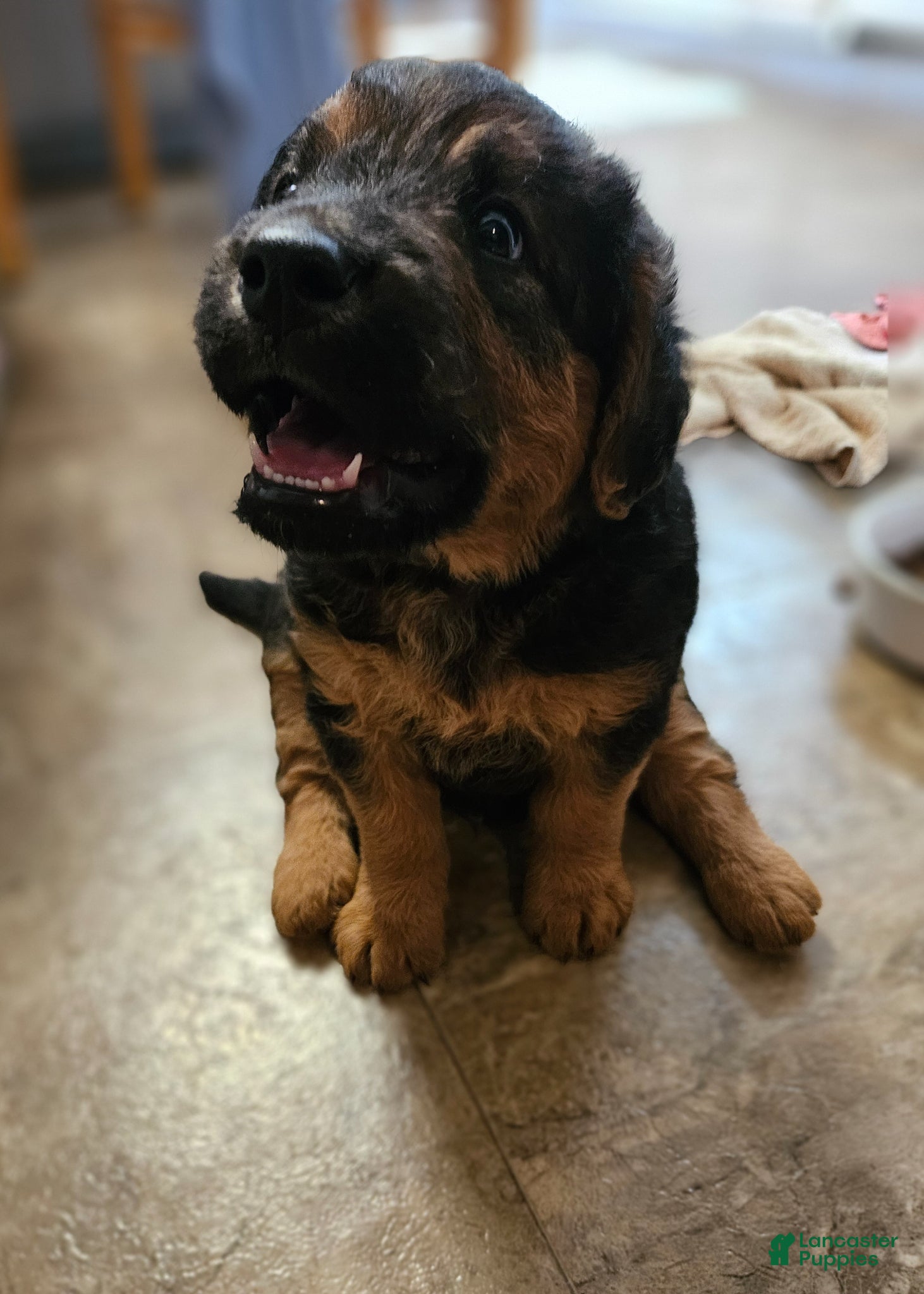 Mixed Breed dogs for sale: Axe - Ad 3