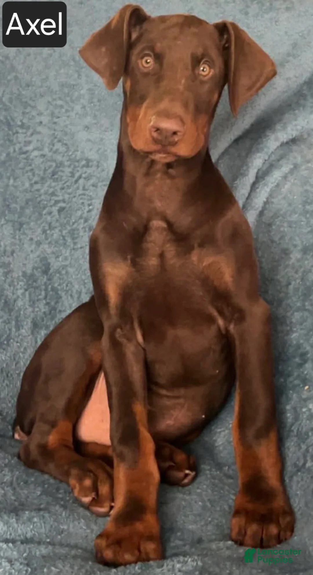 Doberman Pinscher dogs for sale: Axel - Ad 3