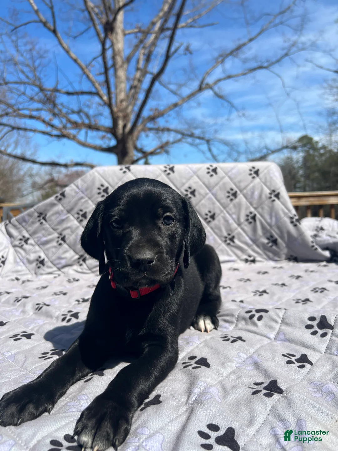 Mixed Breed dogs for sale: Mixed Breed Puppy 3 - Ad 1