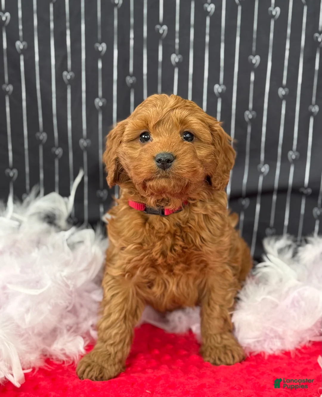 Cavapoo dogs for sale: Dallas - Ad 10