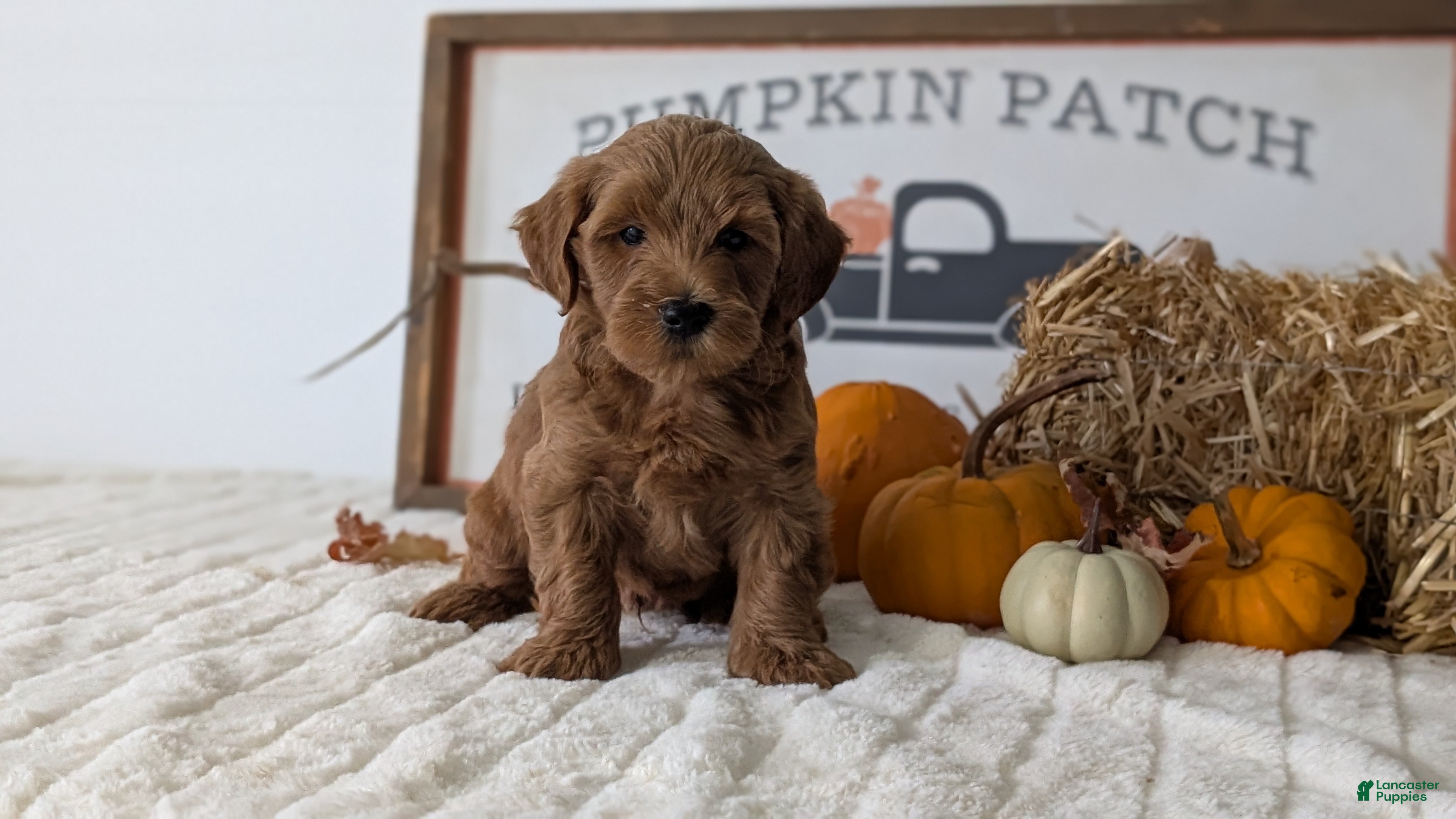 Mini Goldendoodle dogs Dash - Ad 2