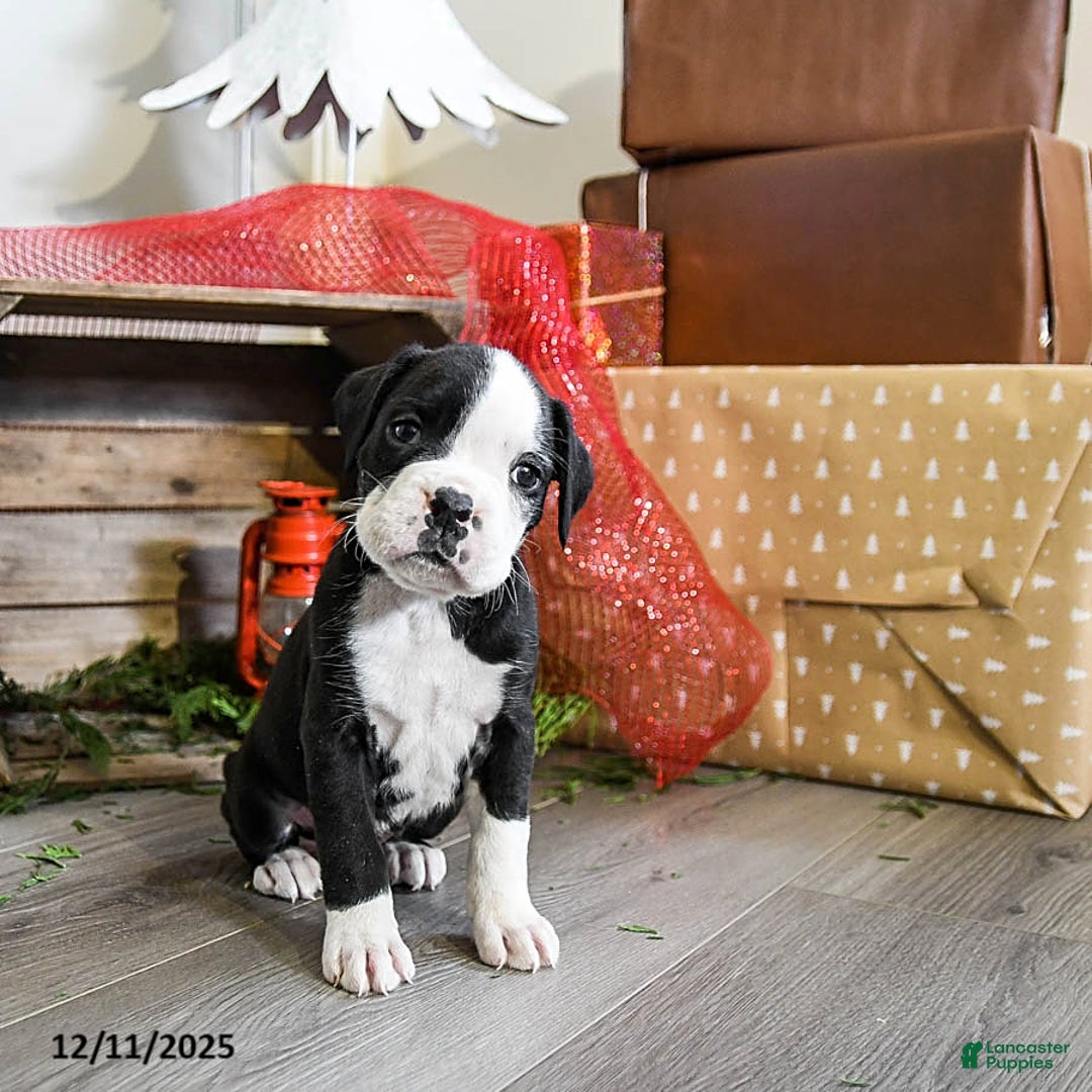 Boxer dogs for sale: Phoenix - Ad 2