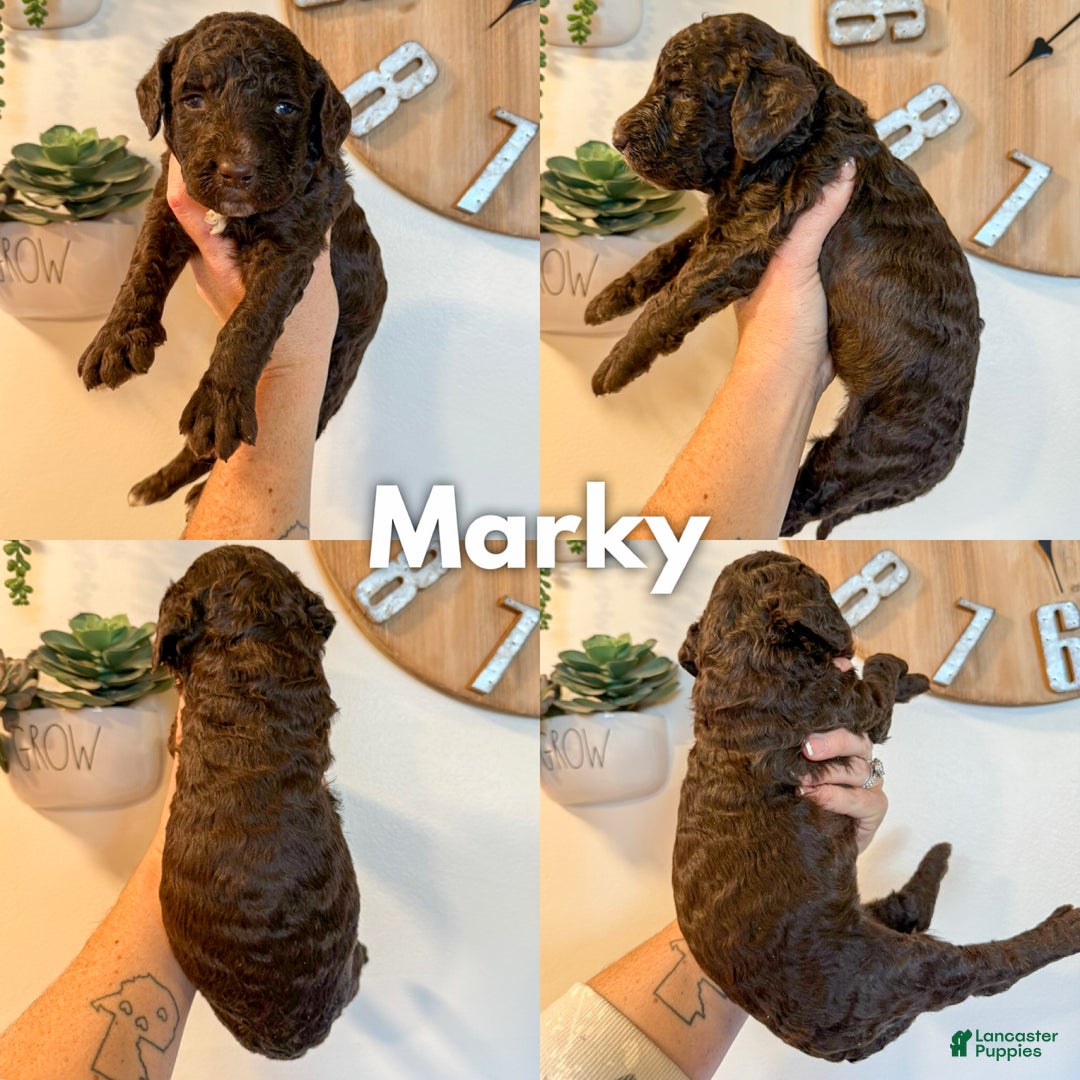 Goldendoodle dogs for sale: Marky - Ad 2