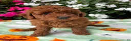 Toy Poodle dogs for sale: Rosie - Ad 1