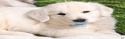 Golden Retriever dogs for sale: Archie - Ad 2