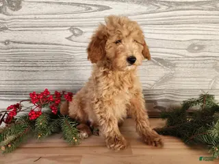 Mini Goldendoodle dogs Dover - Ad 27