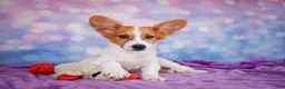 Papillon dogs for sale: Ace - Ad 6