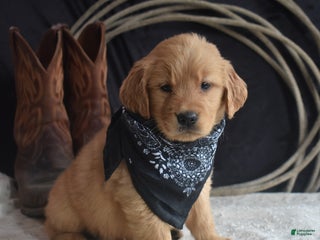 Golden Retriever dogs - Ad 42