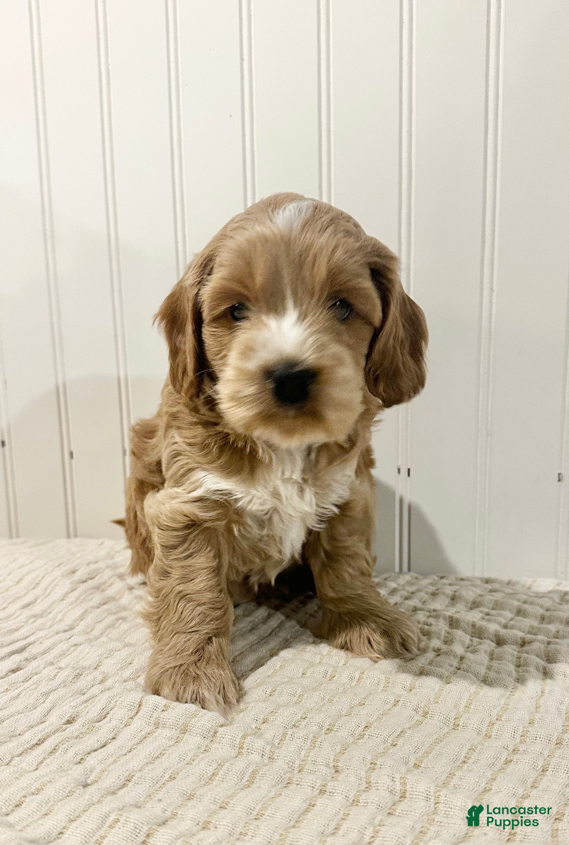 Cockapoo dogs Chip  - Ad 10