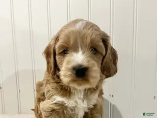 Cockapoo dogs Chip - Ad 10