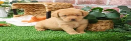 Labrador Retriever dogs for sale: Eddie - Ad 5