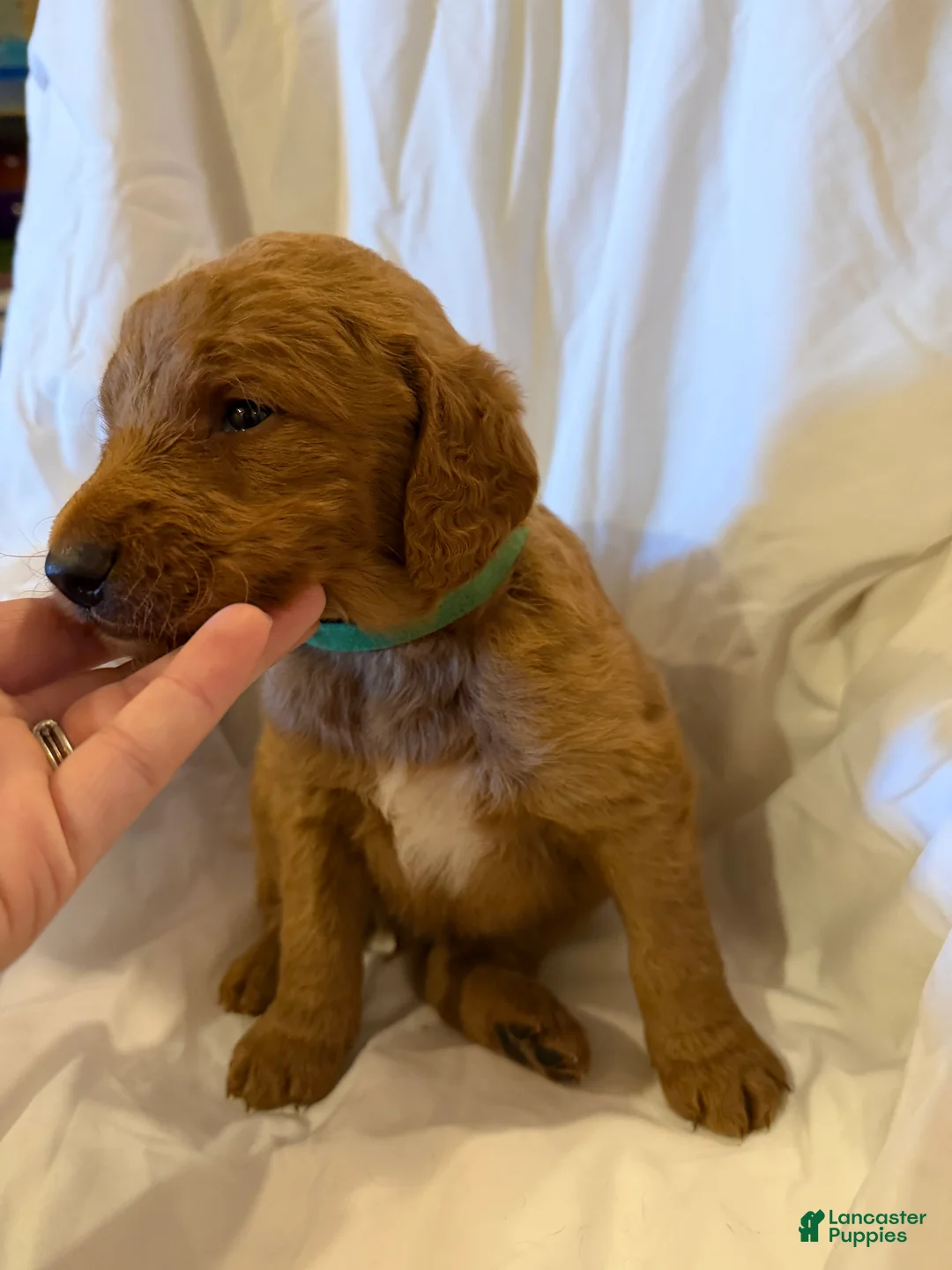 Labradoodle dogs for sale: Labradoodle Dark Green - Ad 3