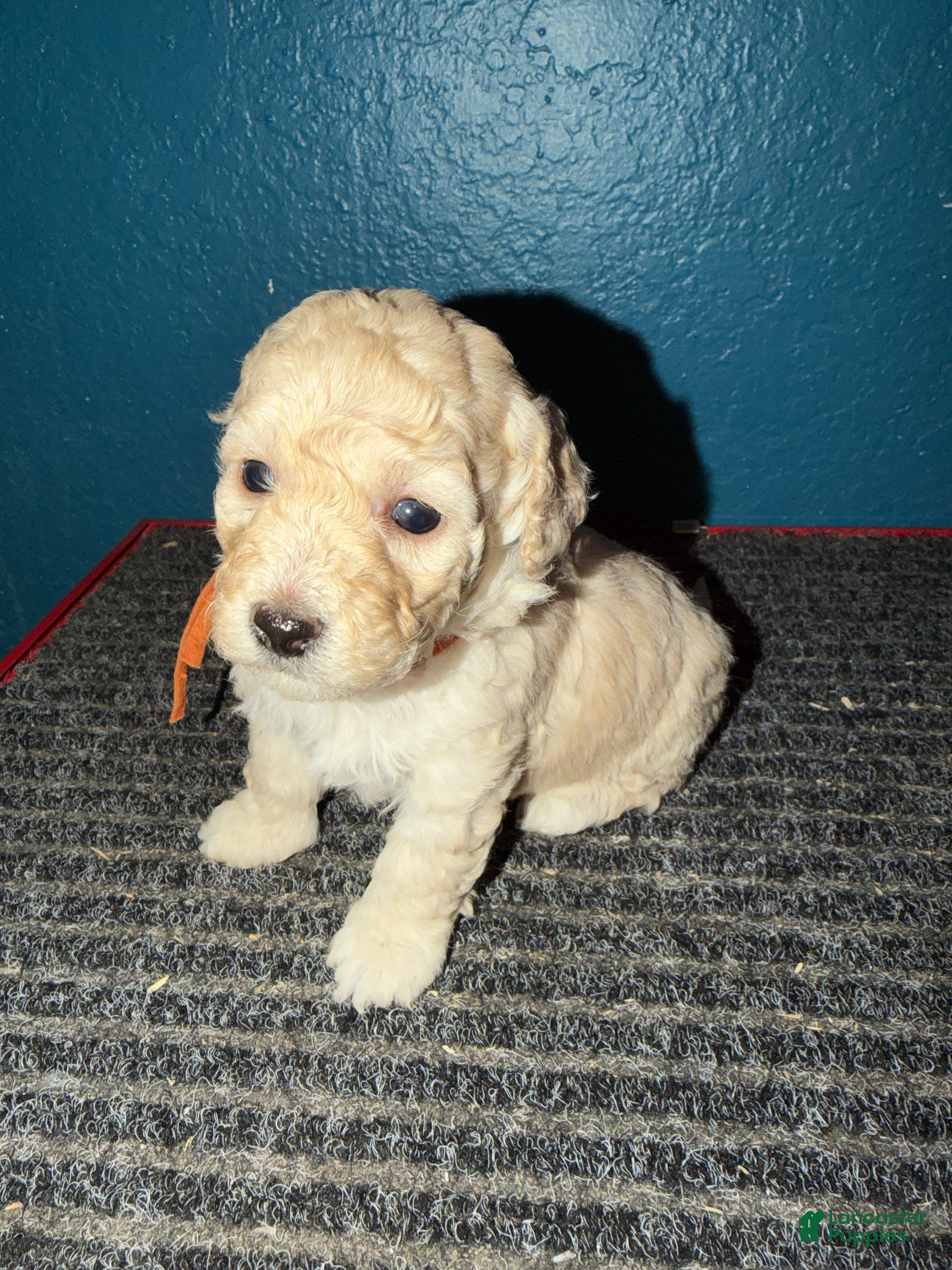 Miniature Poodle dogs AKC Miniature Poodle Apricot Female - Ad 30