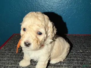 Miniature Poodle dogs AKC Miniature Poodle Apricot Female - Ad 30