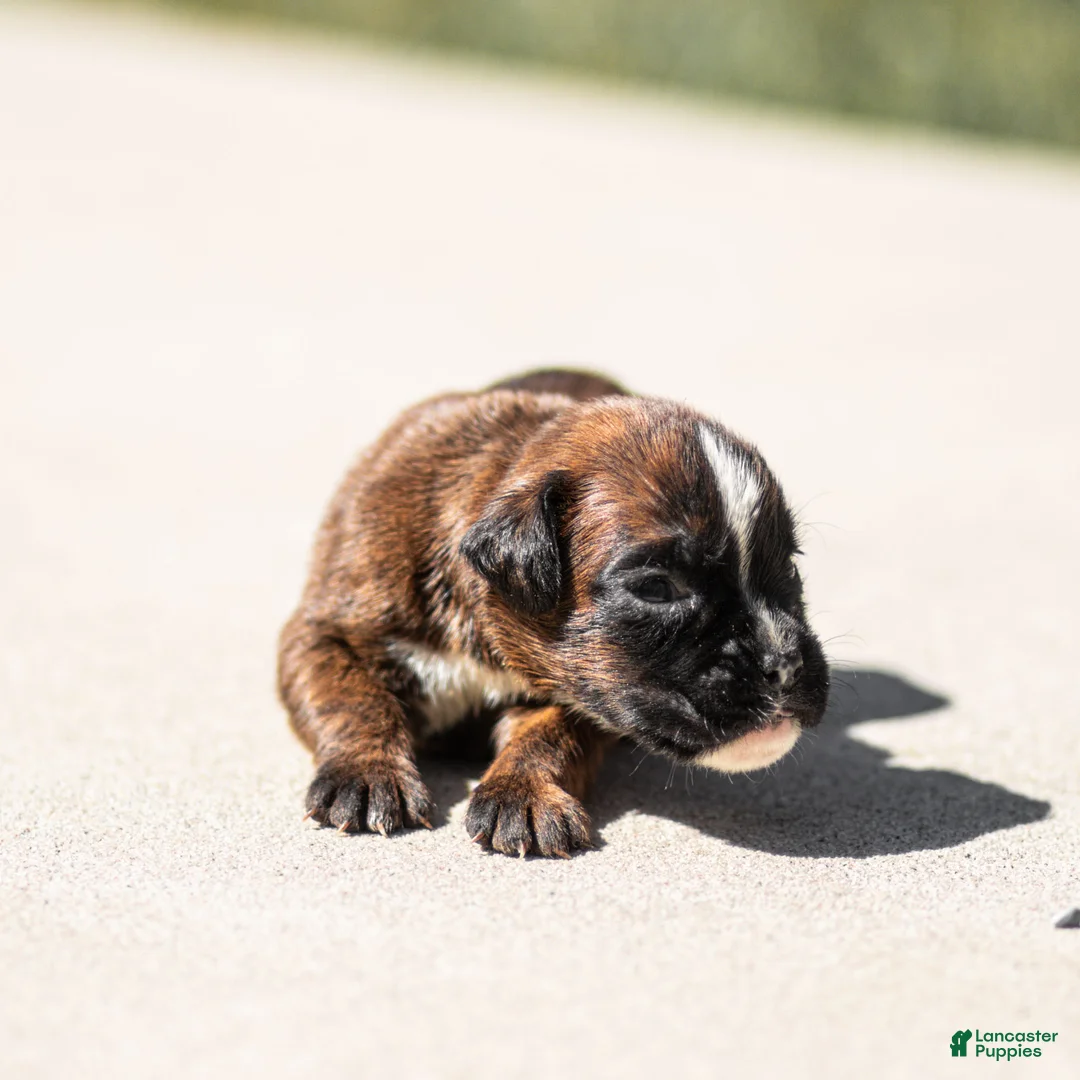 Boxer dogs for sale: Lori Boxer Puppy  - Ad 2