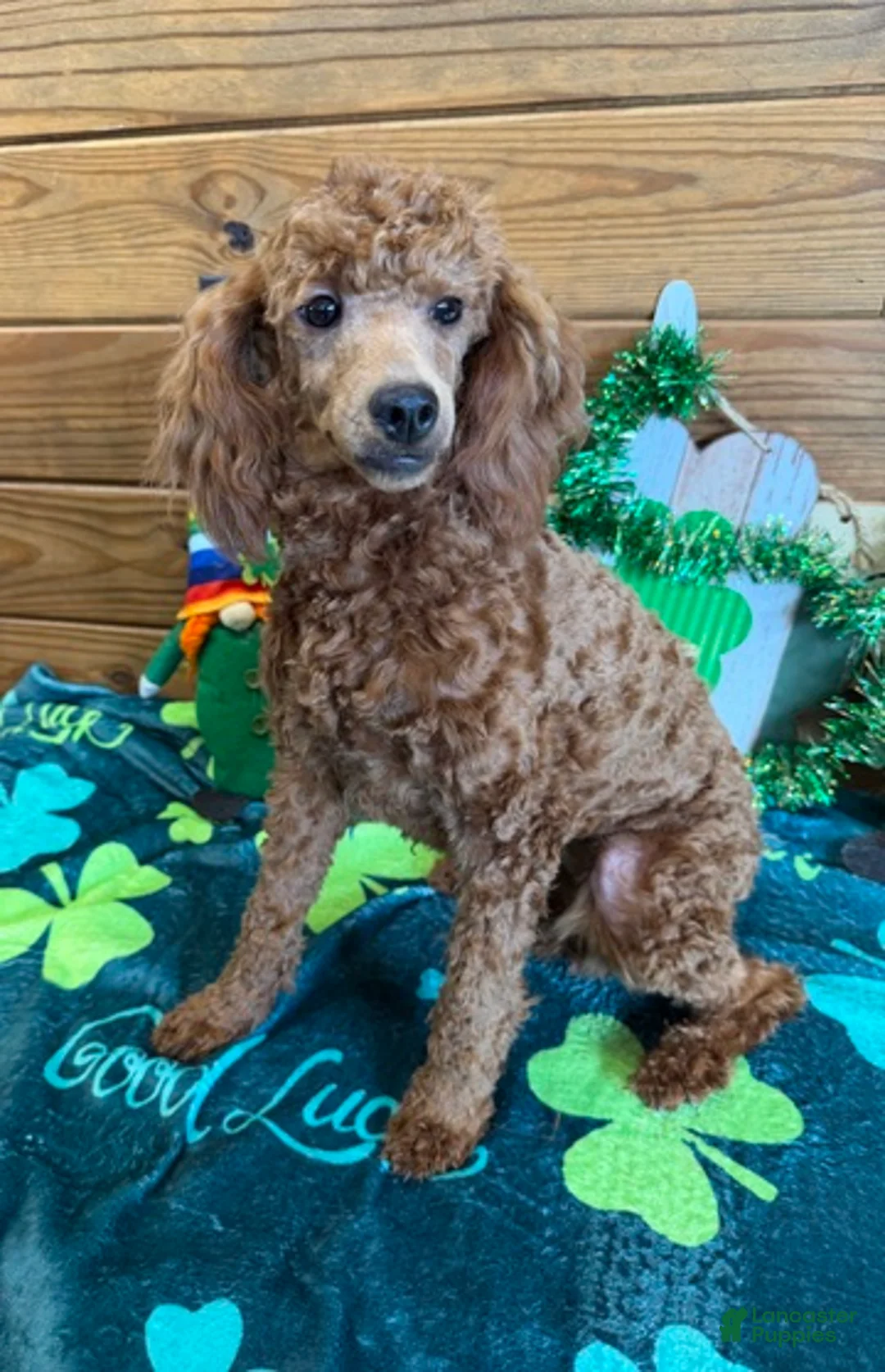 Miniature Poodle dogs for sale: Sophia - Ad 2