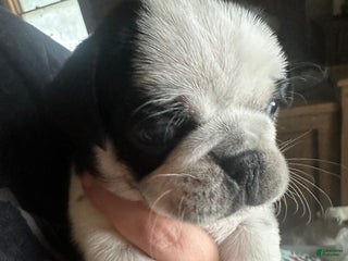 Pug dogs Fallon - Ad 34