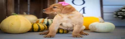 Labrador Retriever dogs for sale: NICKI - Ad 8