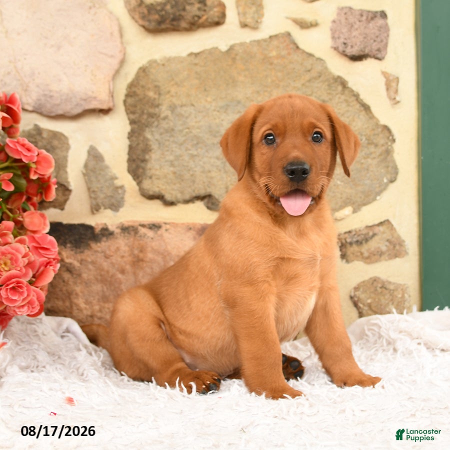 Labrador Retriever dogs Burr - Ad 2