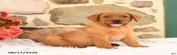 Labrador Retriever dogs for sale: Burr - Ad 2