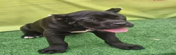 Cane Corso dogs for sale: MELLO - Ad 19