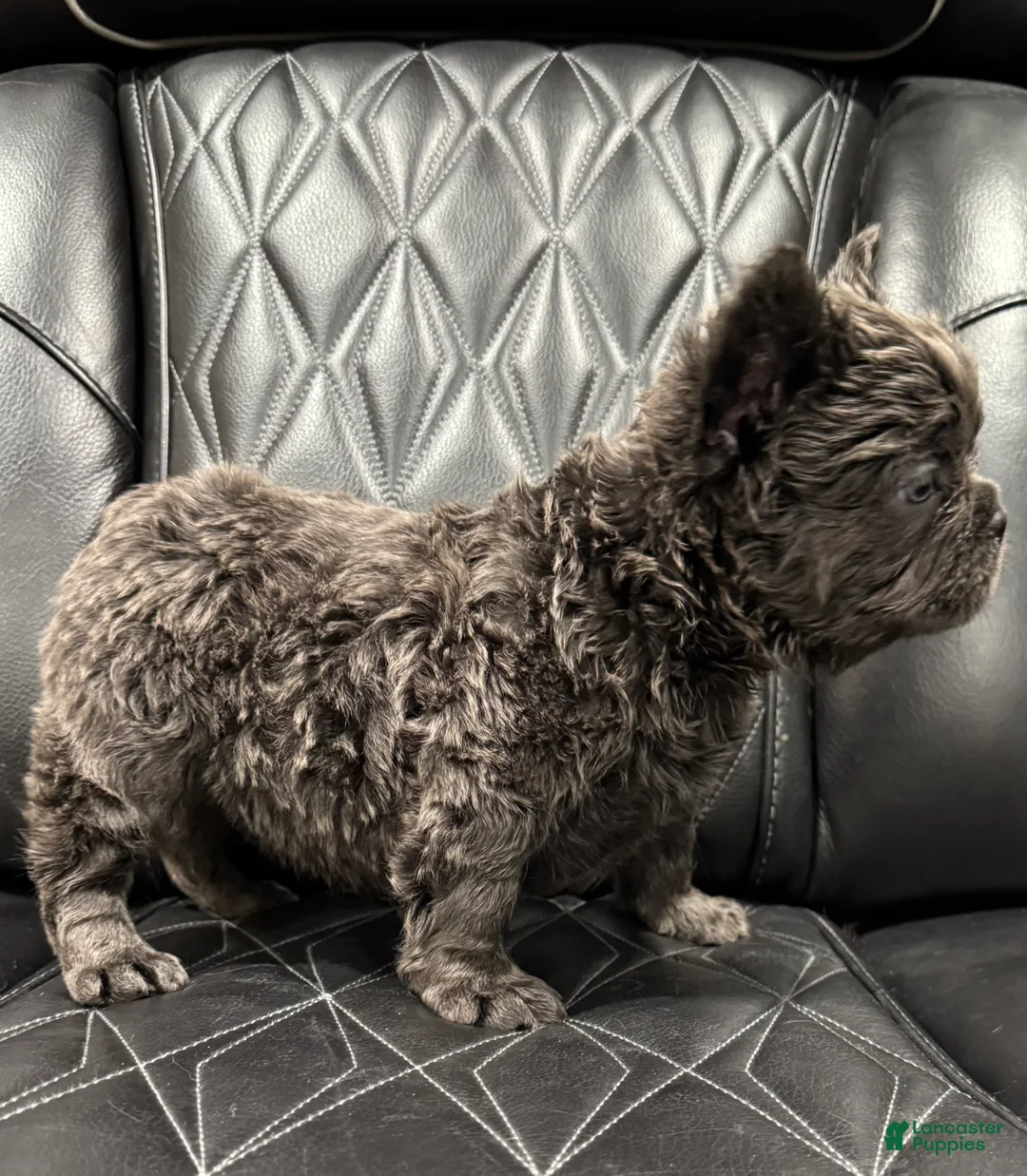 French Bulldog dogs for sale: FLUFFY BENTLEY - Ad 6