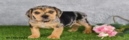 Beabull dogs for sale: Tristan - Ad 4