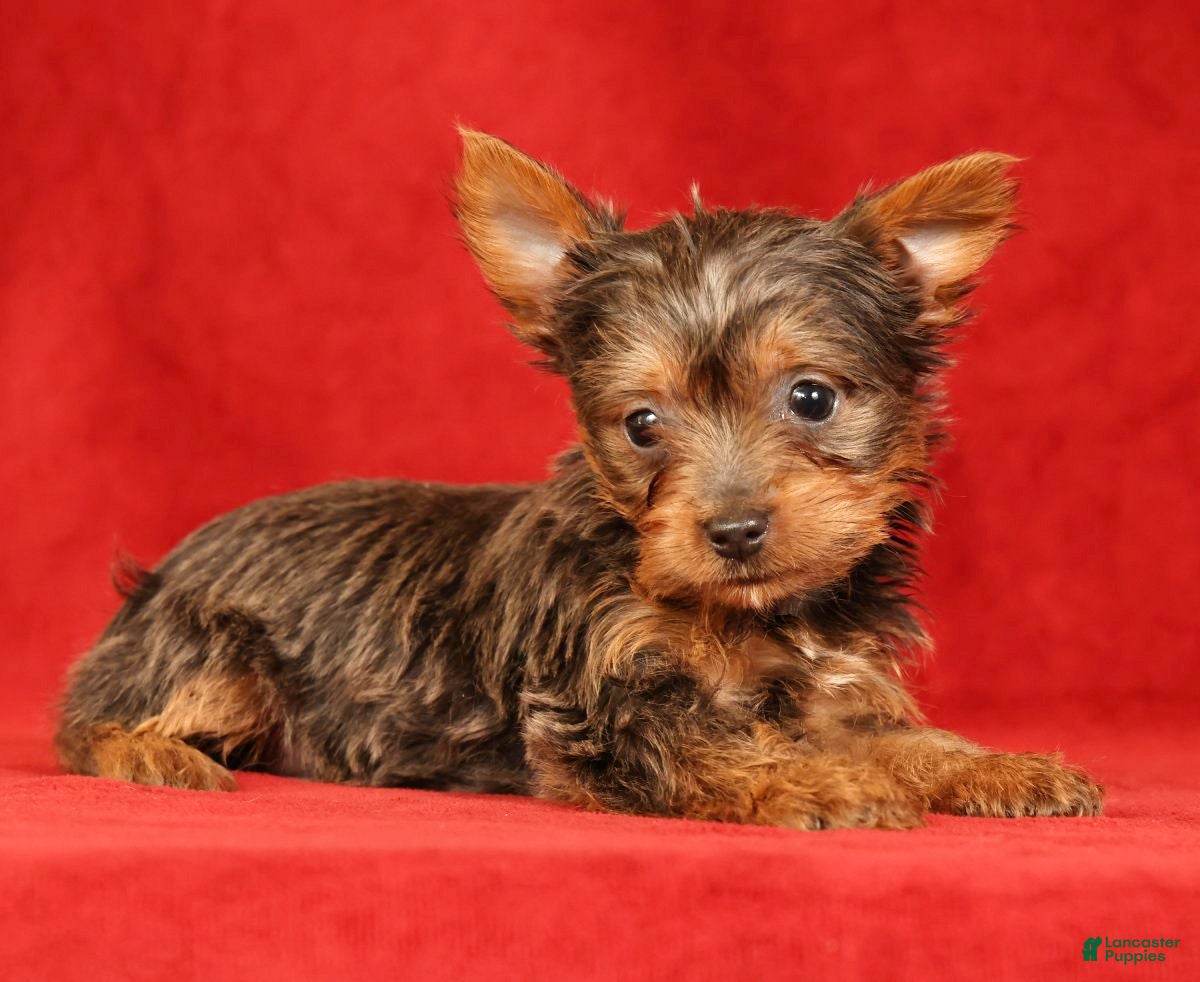 Yorkshire Terrier dogs Honey - Ad 1
