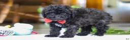 Miniature Poodle dogs for sale: Bodie - Ad 5
