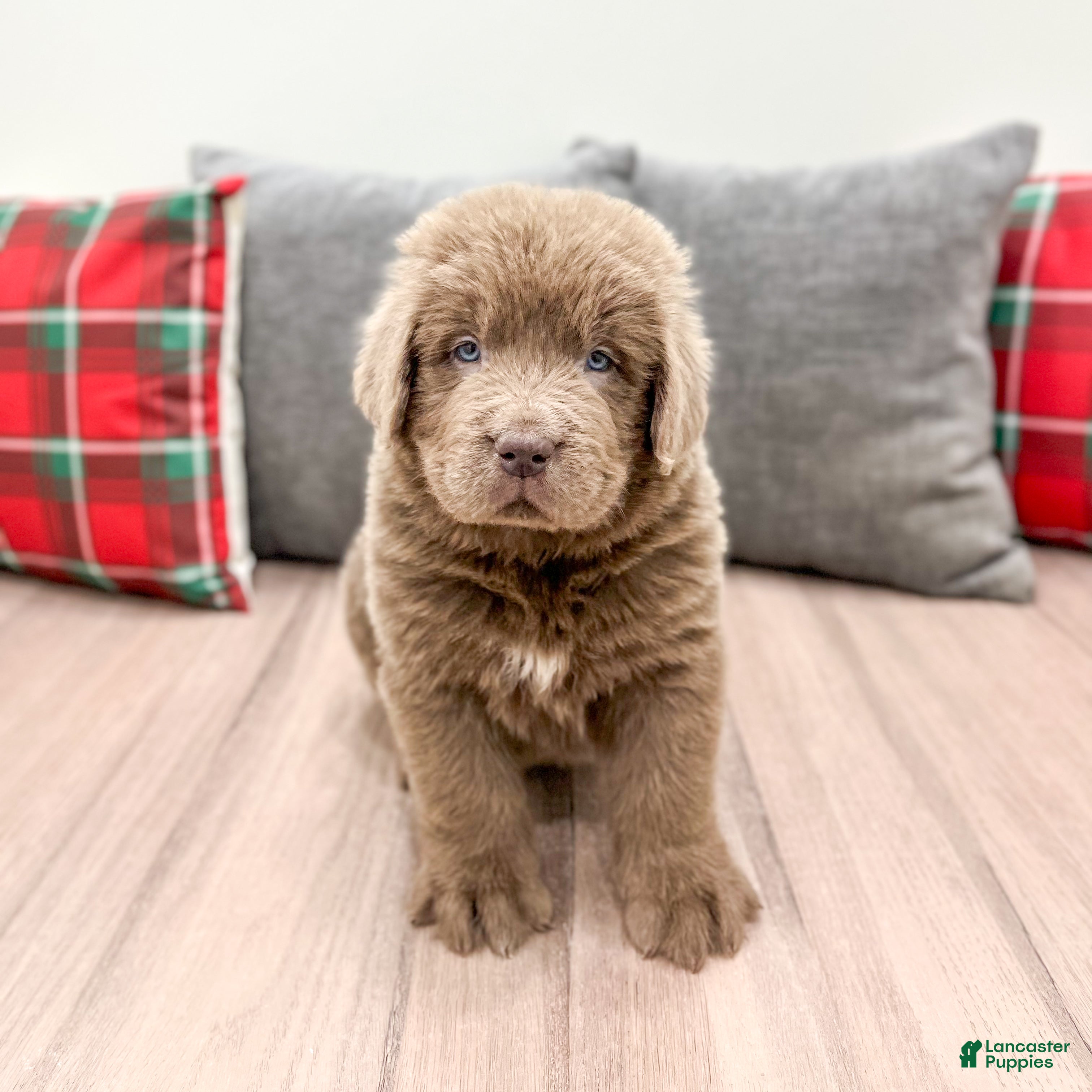 Newfoundland dogs Ranger - Ad 23